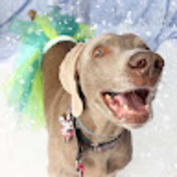 Meet your Posher, Tamara - Picture 1 of 1